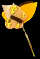 /album/diademas/img-1112-png1/