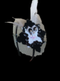 /album/diademas/img-1178-png/