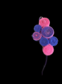 /album/diademas/img-1181-png/